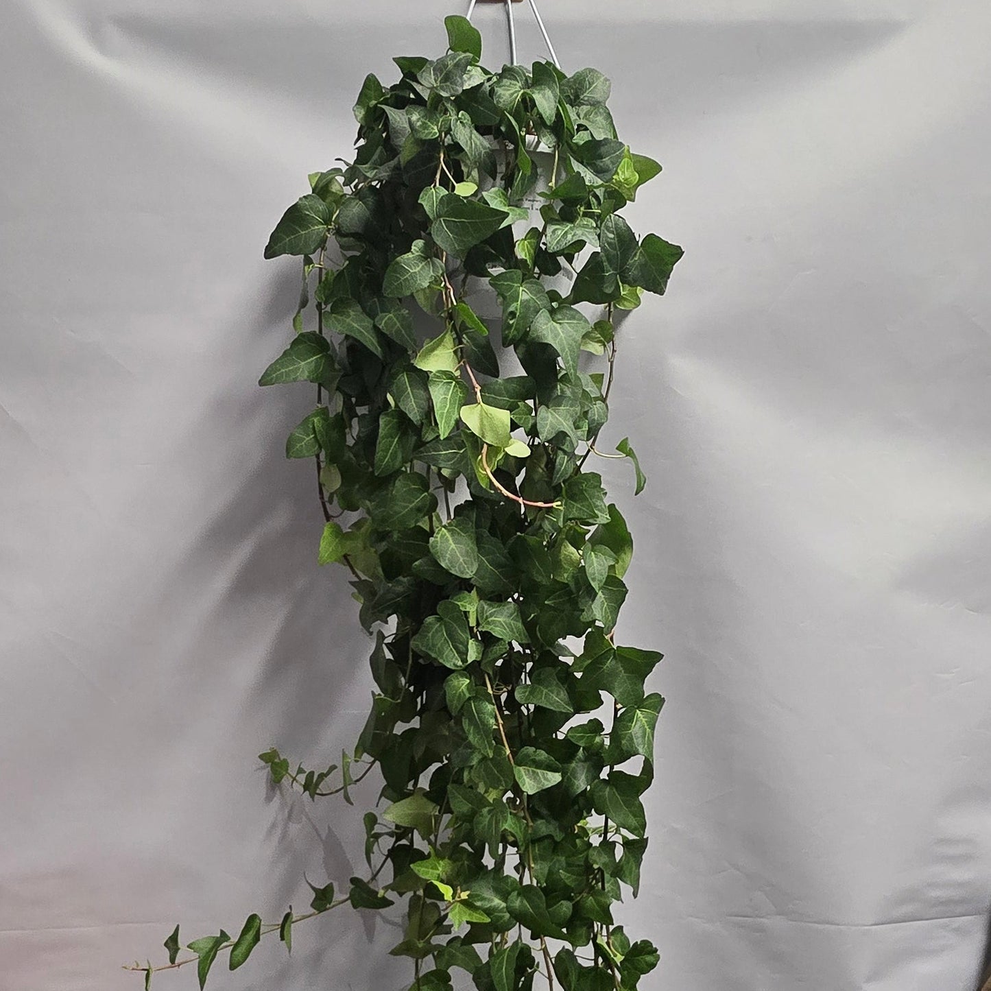 Hanging Xl Large - Hedera Helix Heart Ivy