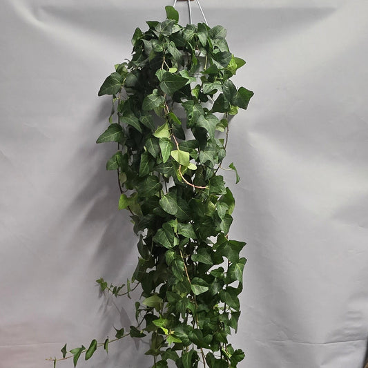 Hanging Xl Large - Hedera Helix Heart Ivy