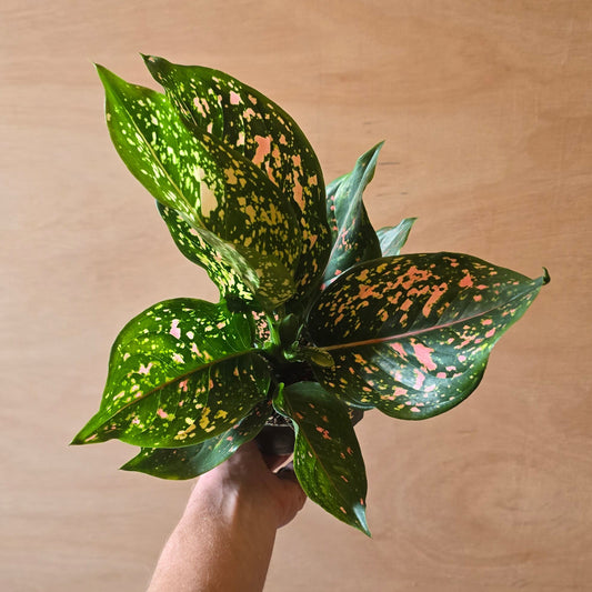 Aglaonema Pink Leopard