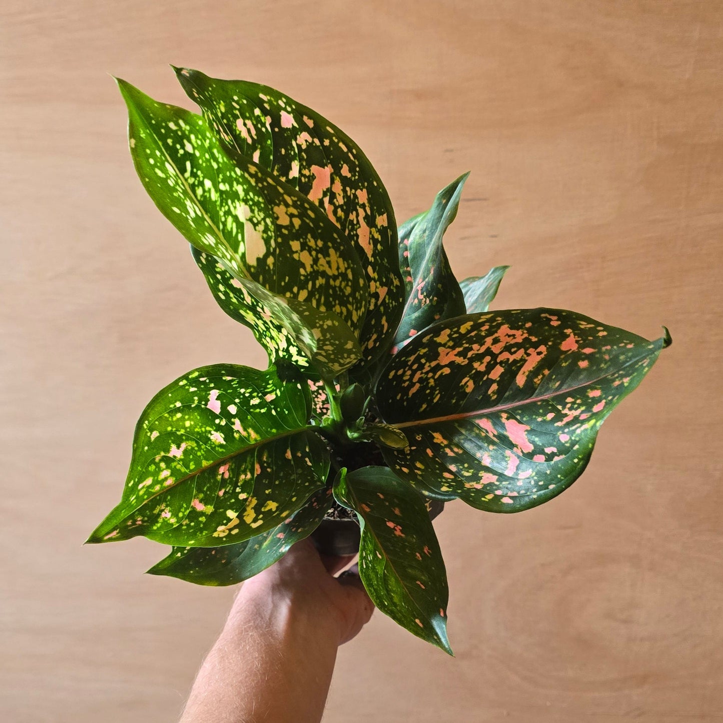 Aglaonema Pink Leopard