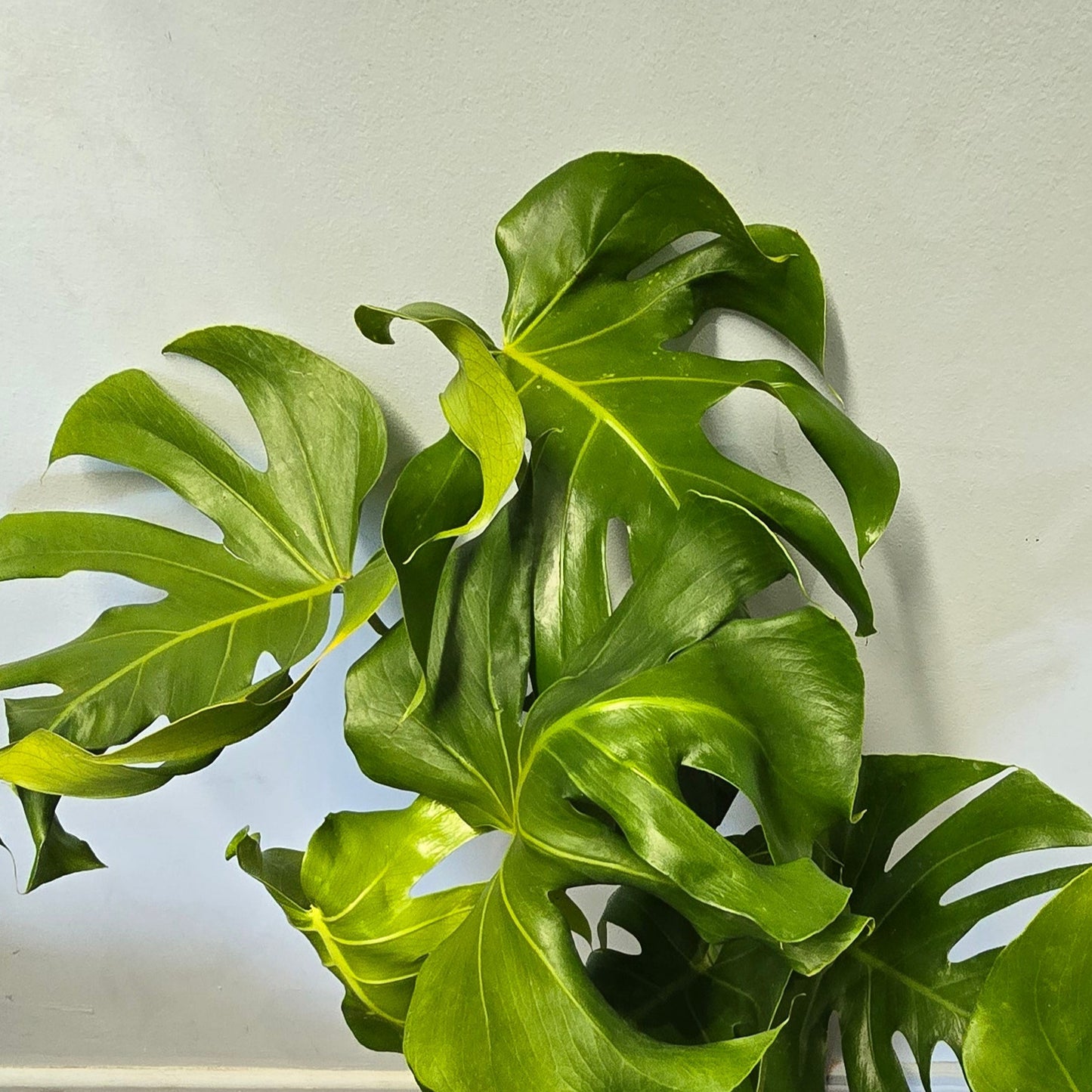 Large Swiss Cheese Plant (Monstera Deliciosa)