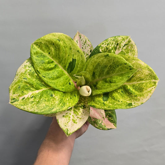 Aglaonema Apple Fantasy