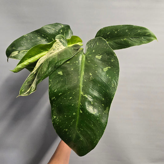 Philodendron Jose Buono