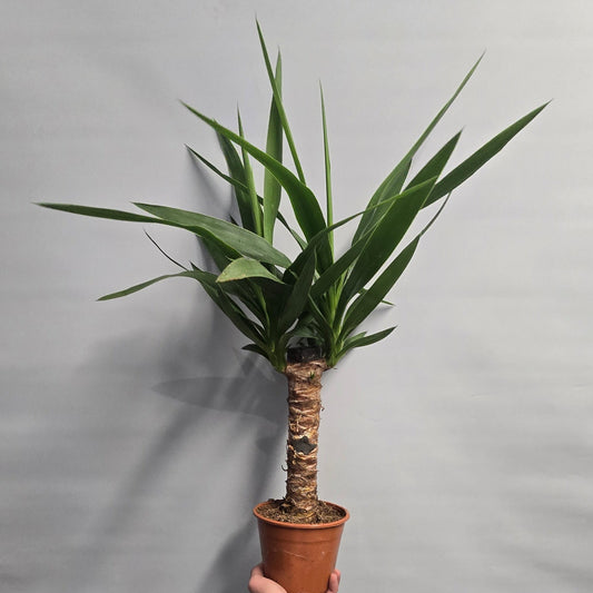 Yucca Elephantipes - 60 - 70cm
