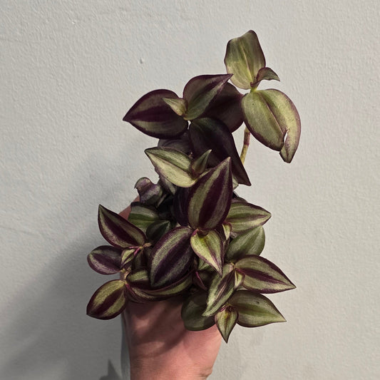 Mini/Small Tradescantia Jewel
