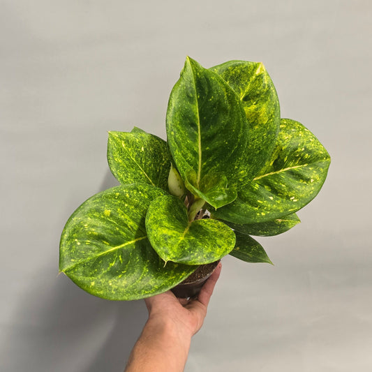 Aglaonema Apple Green