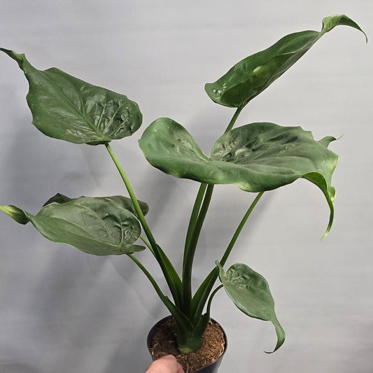 Large Alocasia Cucullata