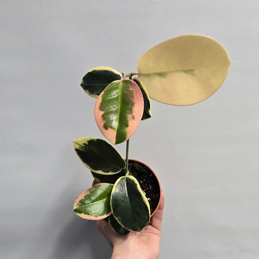 Hoya Australis Blondie varigata
