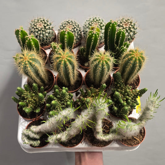 Mini Cactus - Mixed