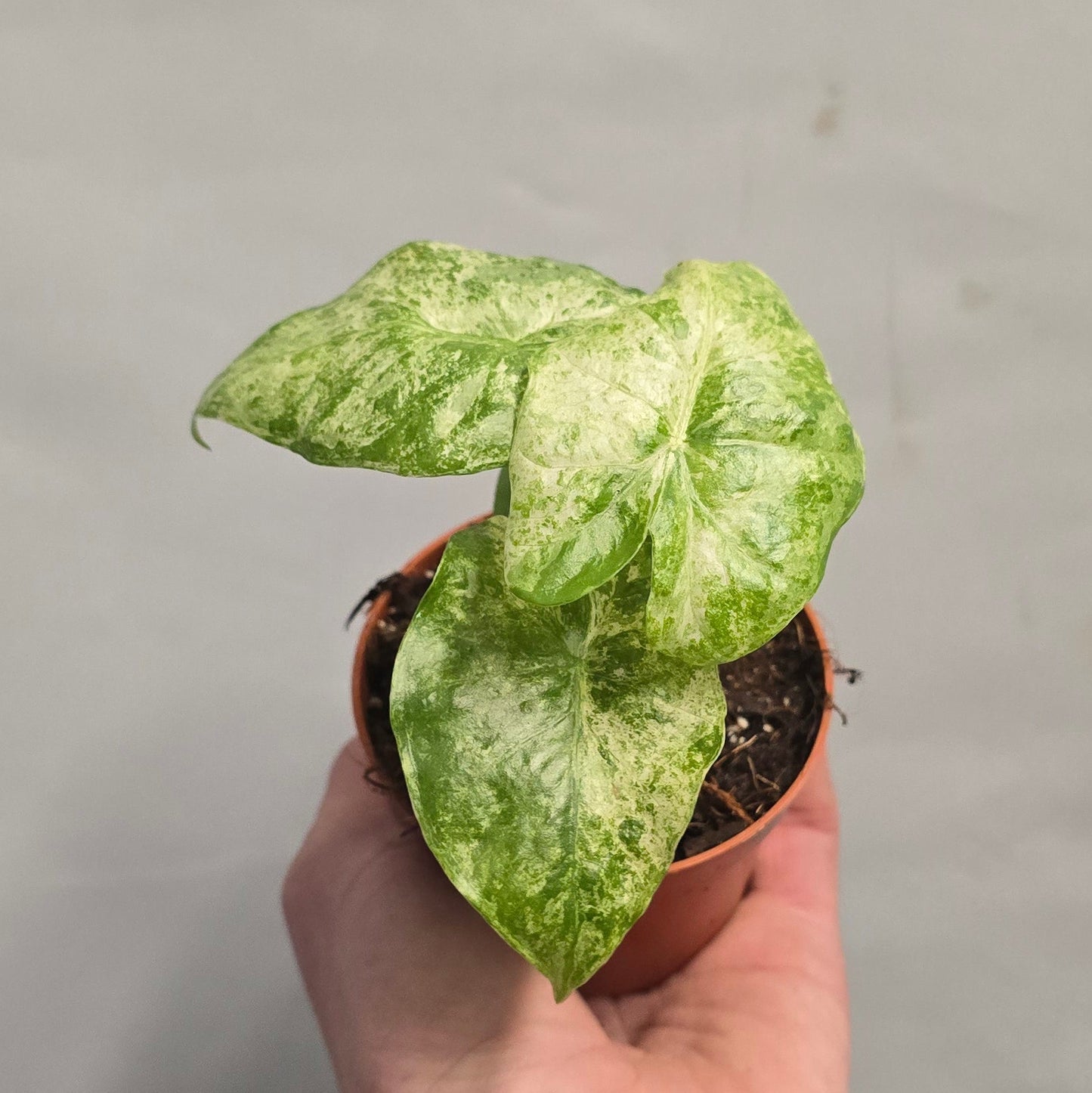 Alocasia Odora Batik Variegated