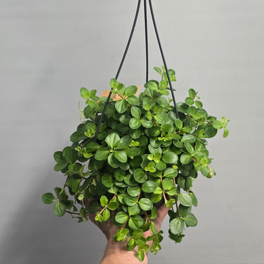 Hanging - Peperomia Rotundifolia