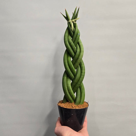 Braided Sansevieria - Snake Plant