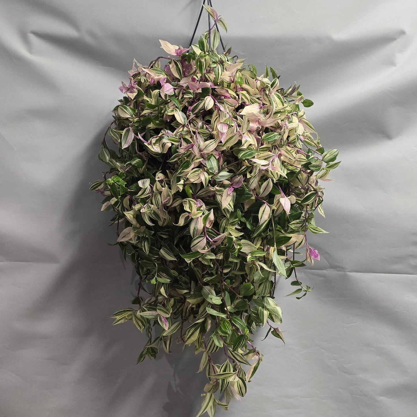 Hanging - Tradescantia Tricolor Rosa