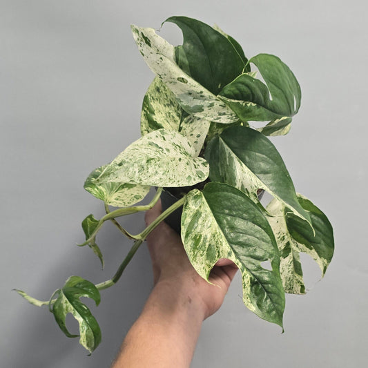 Marble King Pothos
