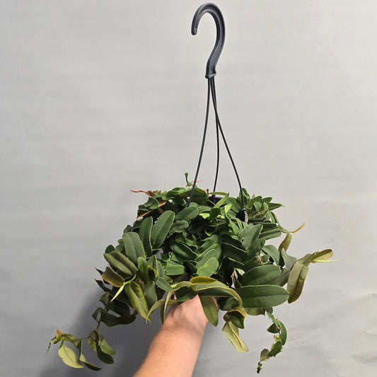 Rare Hanging - Marcgravia Sintenisii