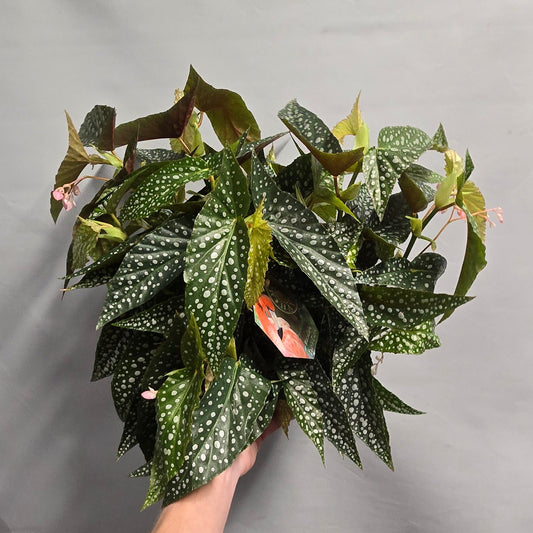 Begonia Maculata - Double Dot