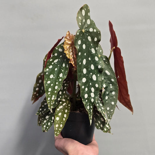 Begonia Maculata Polka Dot