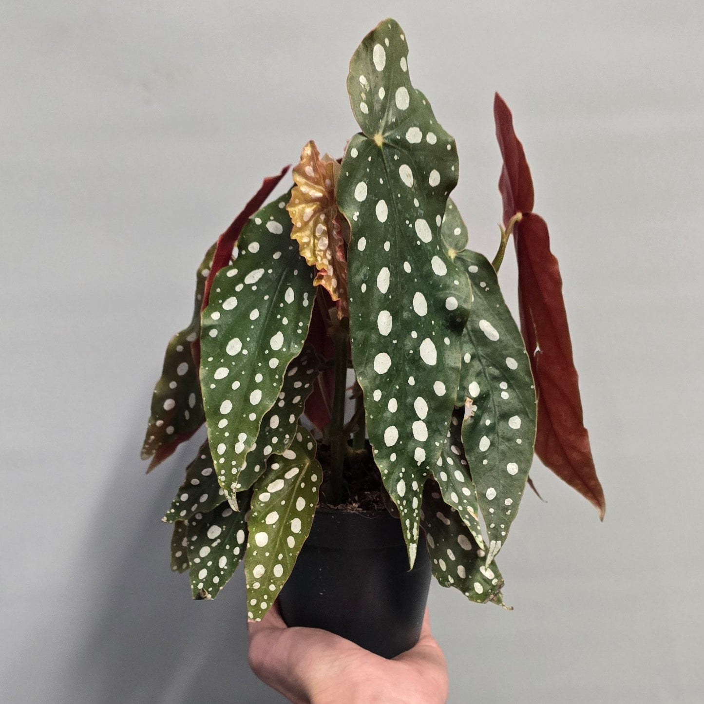 Begonia Maculata Polka Dot
