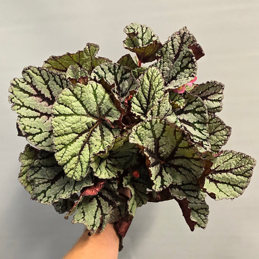 Begonia Magic Fedor