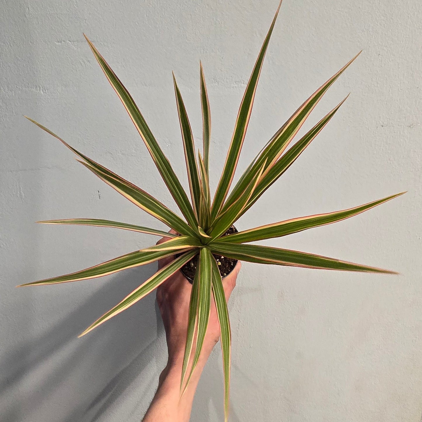 Mini/Small - Dracaena Marginata - Pink Stripe