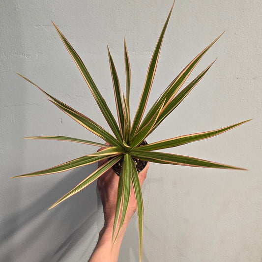 Mini/Small - Dracaena Marginata - Pink Stripe
