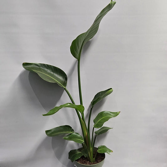 Strelitzia Nicolai - Bird of Paradise