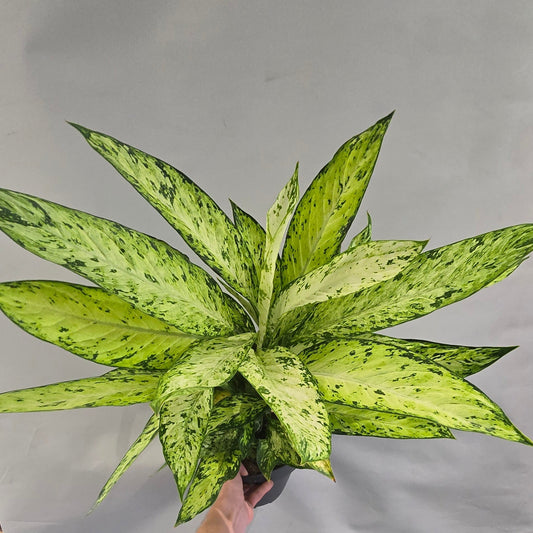 Dieffenbachia Sublime