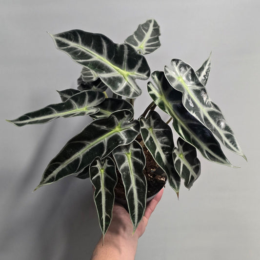 Alocasia Bambino Arrow