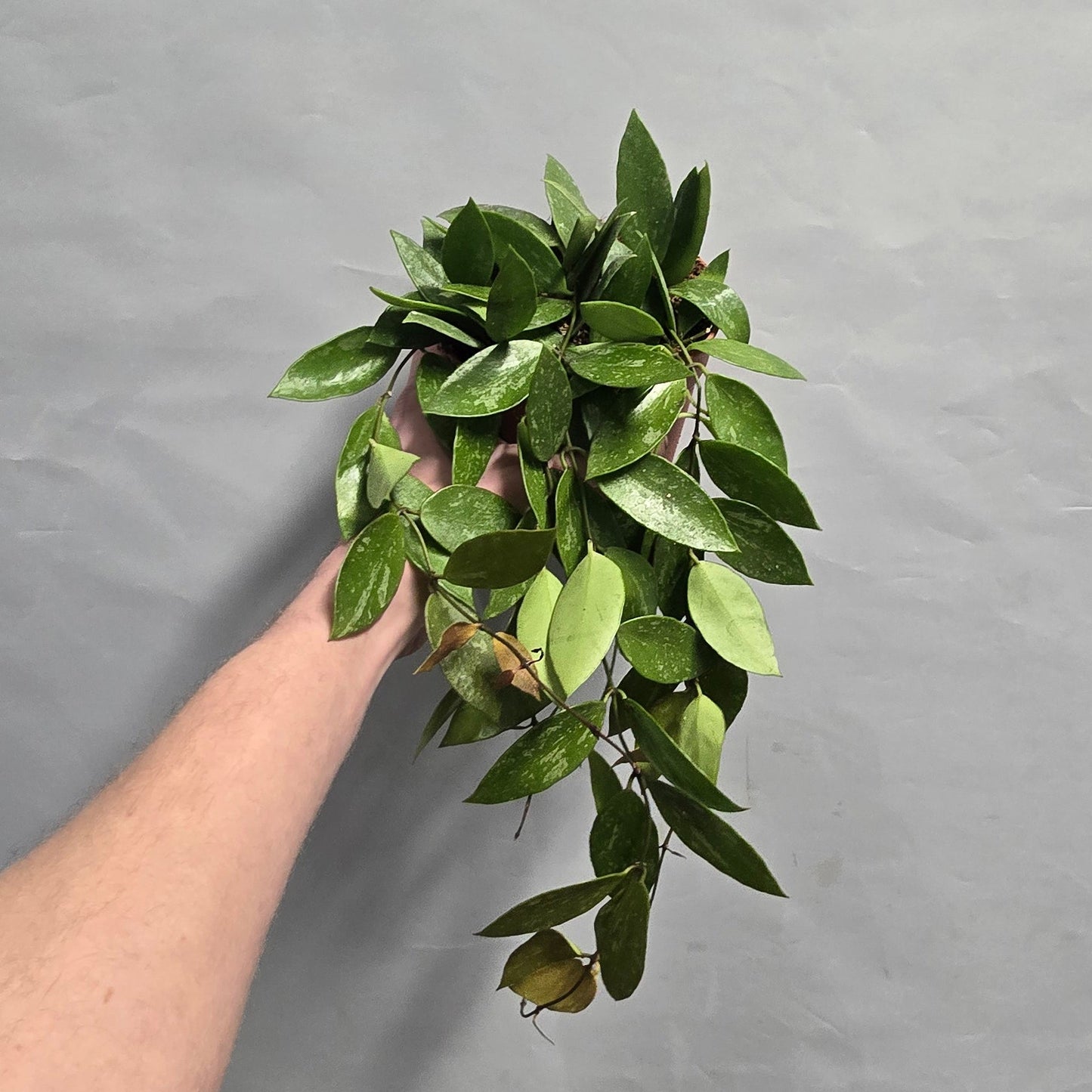 Hoya Carnosa Gracilis