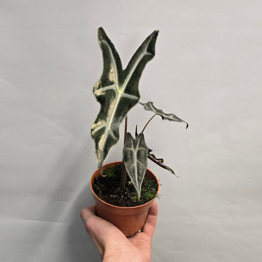 Alocasia sanderiana nobilis