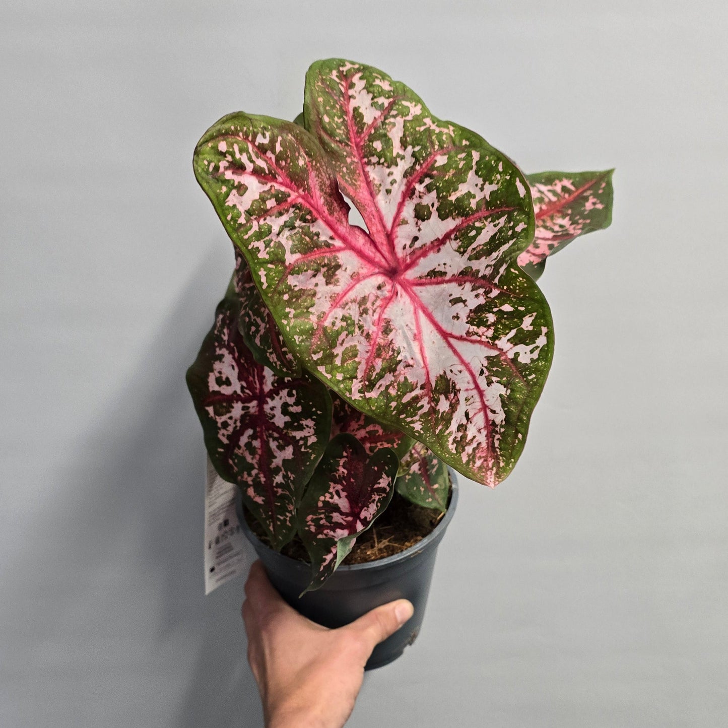 Caladium - Roze