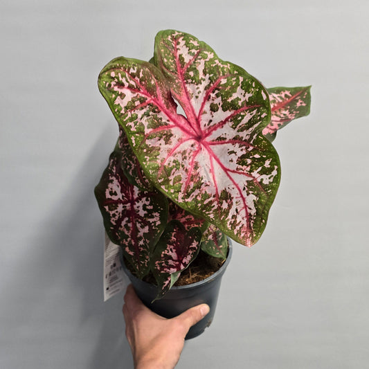 Caladium - Roze