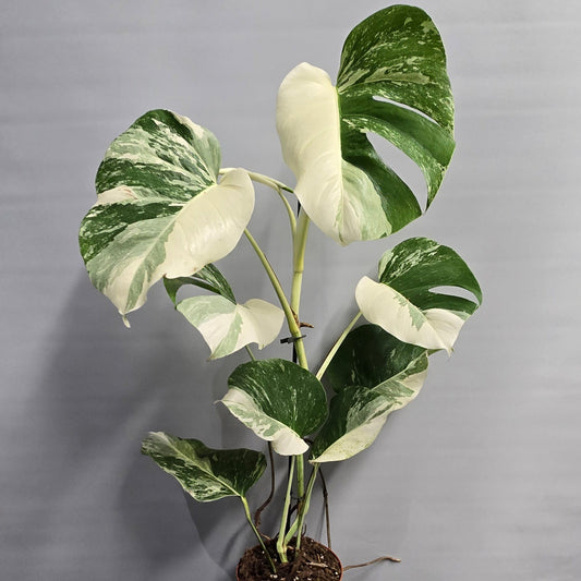 Monstera Albo Variegated