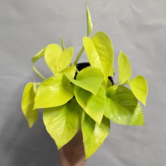 Golden Pothos