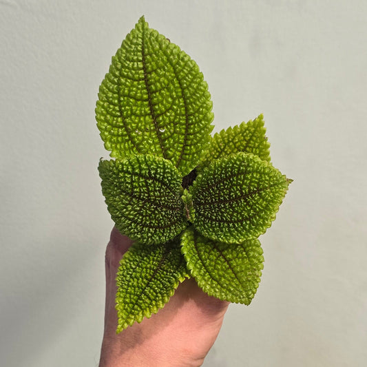 Mini - Pilea Mollis - Moon Valley