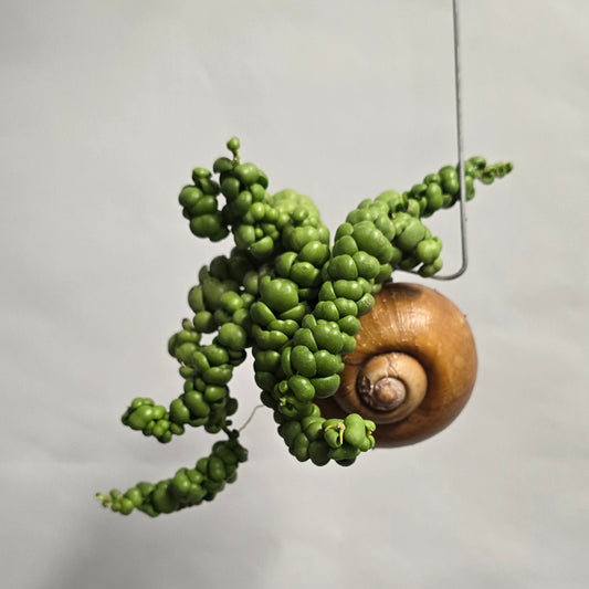 Dischidia Nu Shelly (Options)