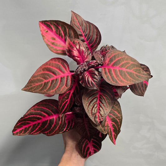 Bloodleaf Plant - Iresine herbstii
