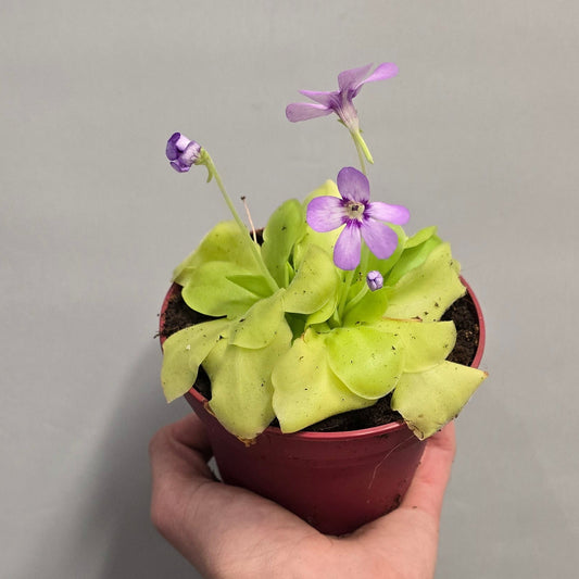 Sarracenia Pitcher Pink flowers