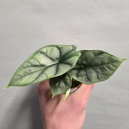 Mini - Alocasia Silver Dragon