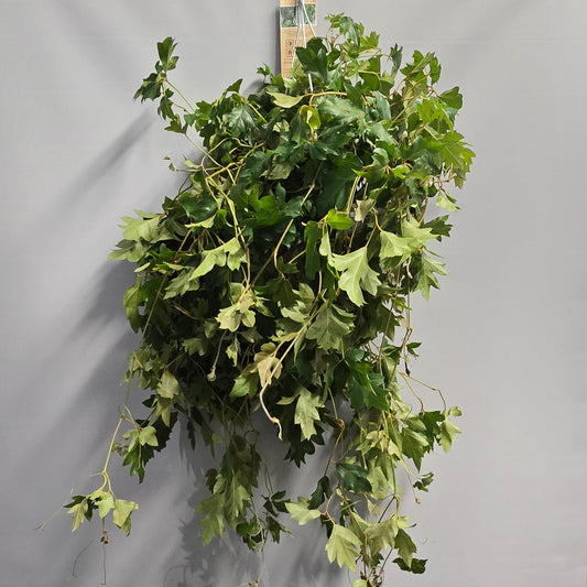 Large Hanging Grape Ivy