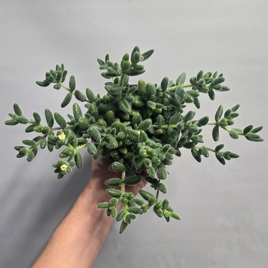 Delosperma echinatum - Pickle Plant