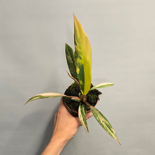 Philodendron Caramel Marble