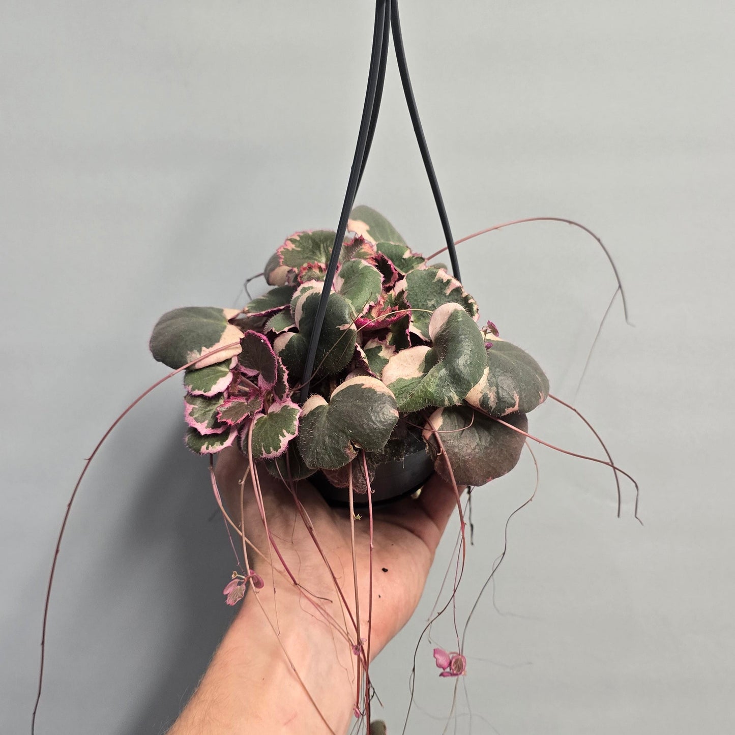 Strawberry Begonia - Saxifraga Stolonifera Tricolour