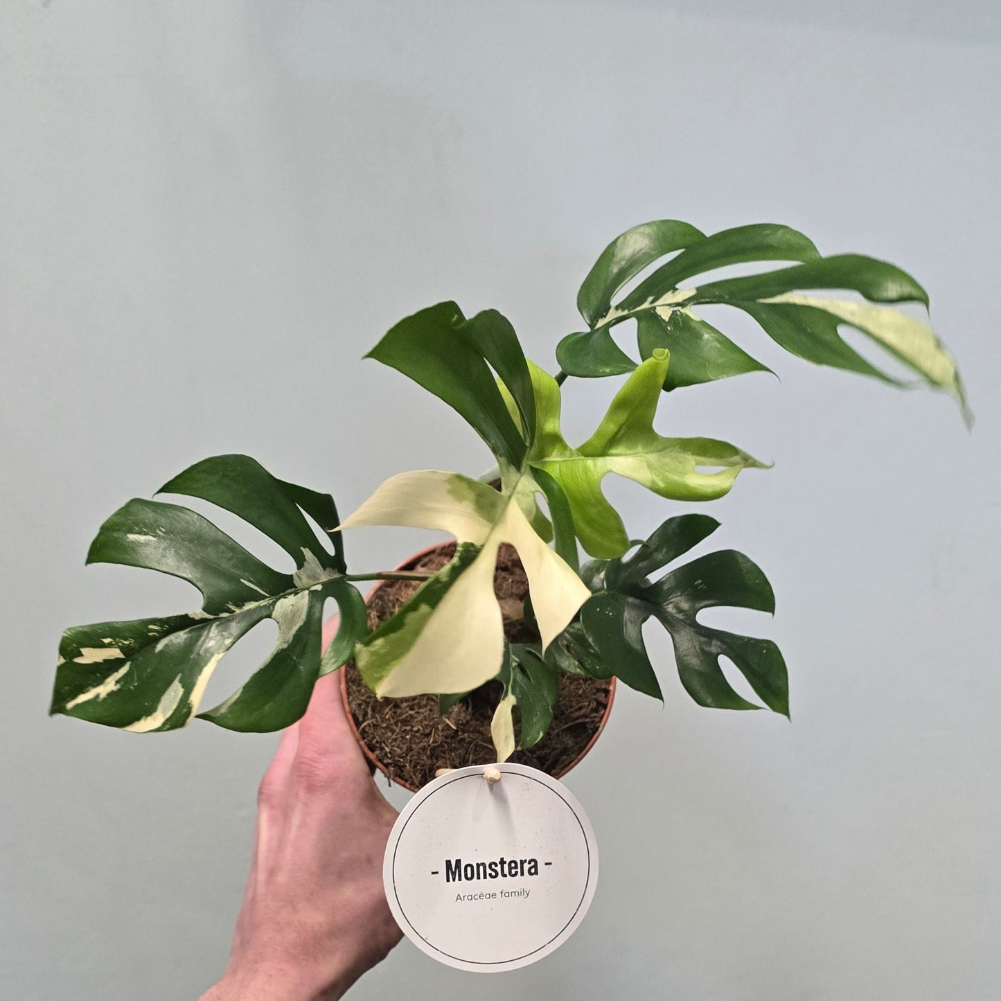 Monstera Tetrasperma Albo (Grade-B)  ( Little Variegation )