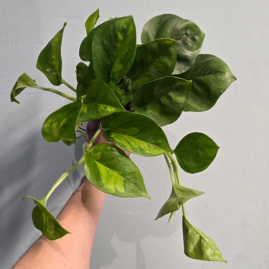 Global Green - Pothos