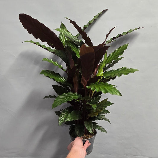Calathea Rufibarba Velvet