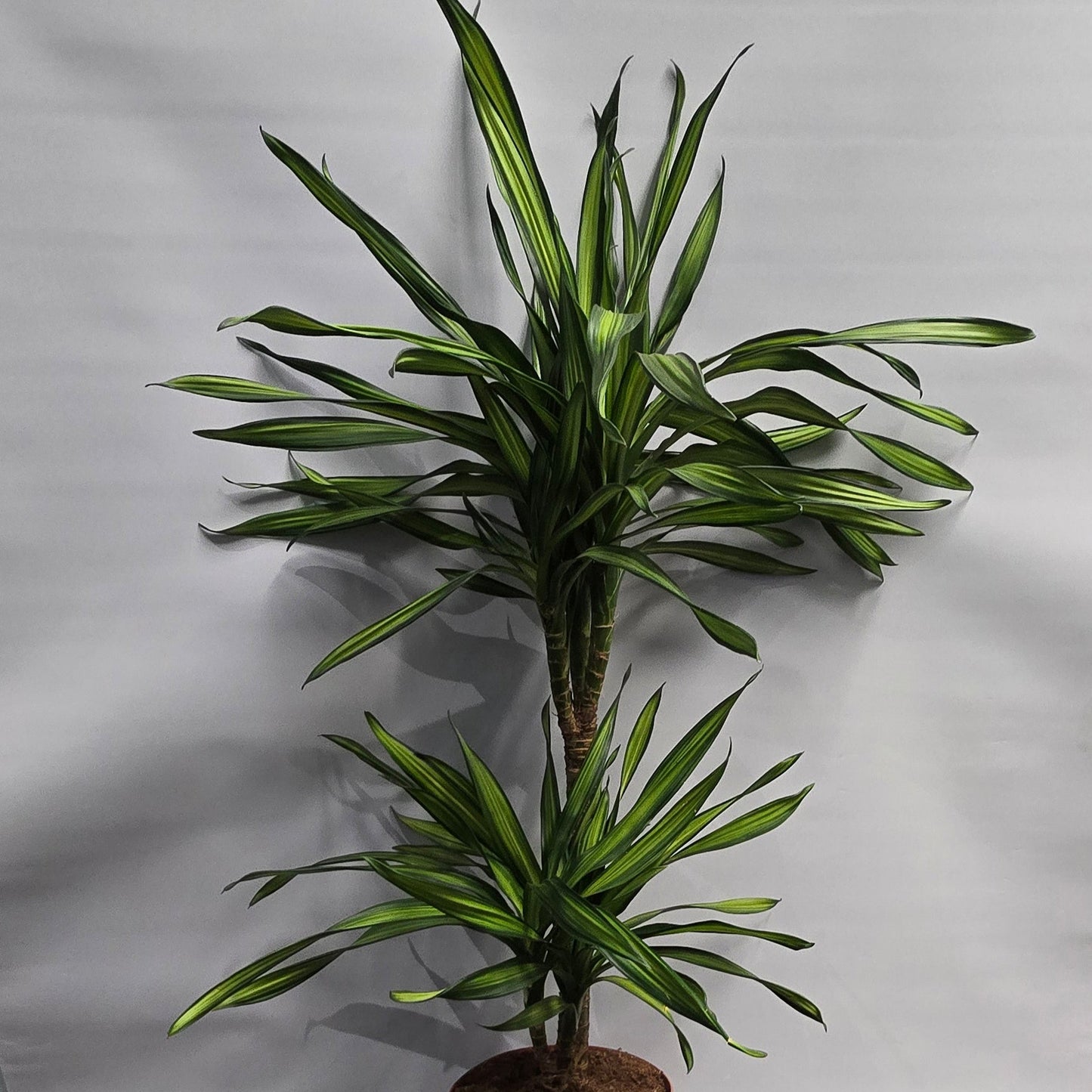 Dracaena - Lemon Lime