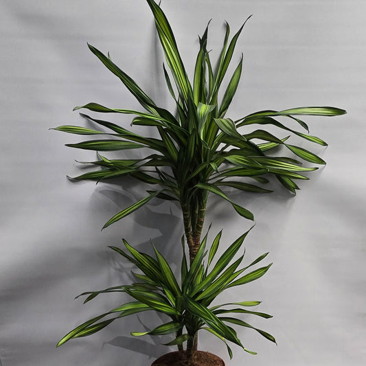 Dracaena - Lemon Lime