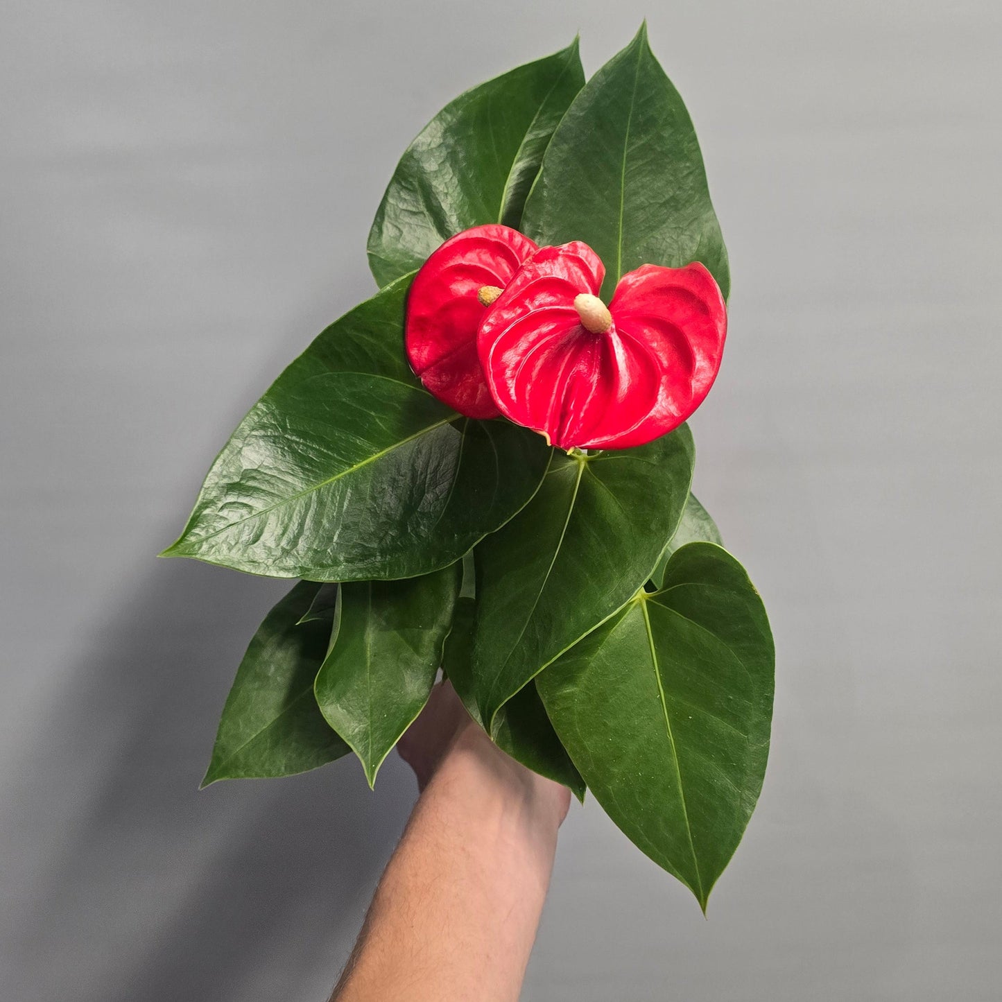 Flowering Anthurium 40-50cm