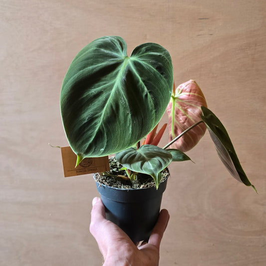 Philodendron Choco Red